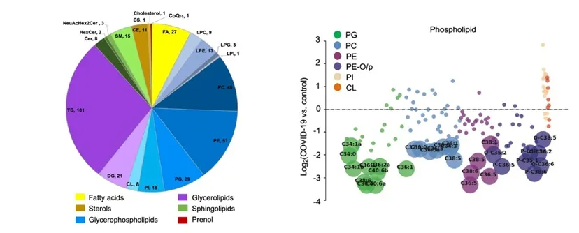 Lipidomics analysis of human lung tissue: lipid class distribution across 300+ species (left) and differential phospholipid changes in COVID-19 vs. control (right)